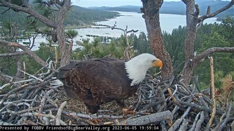 swfl eagle cam|fobbv big bear lake live eagle cam.